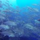 Big school of Jacks at Dirty Rock (Cocos Island)