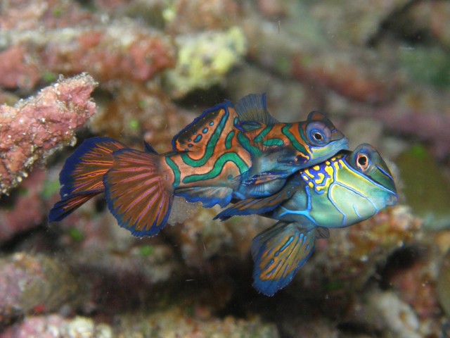 Merülőhely térképe