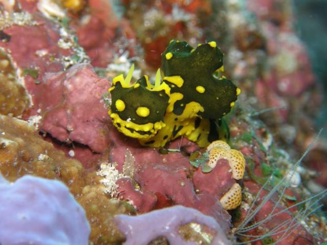 Merülőhely térképe