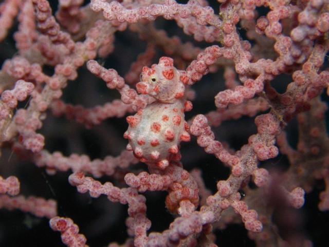 Merülőhely térképe