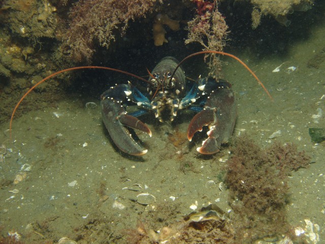 Merülőhely térképe