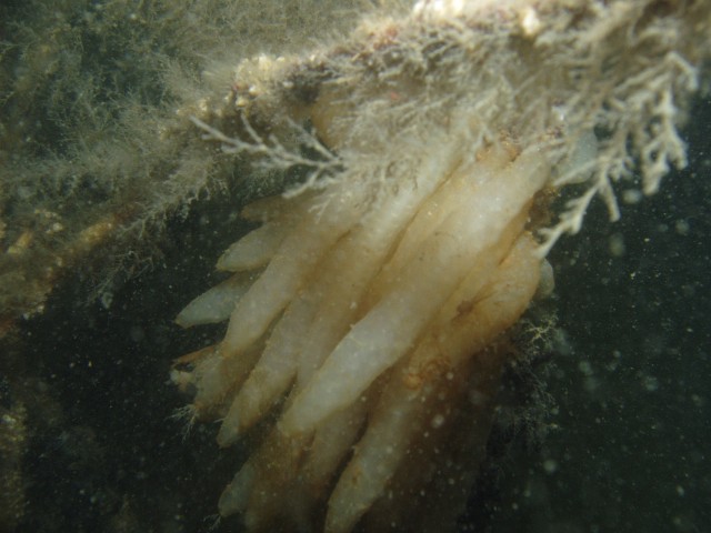 Merülőhely térképe