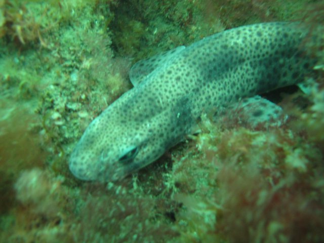 Merülőhely térképe