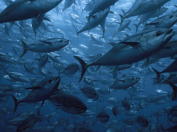 Merülőhely térképe