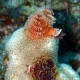 Karacsonyfa kukac/ Christmas tree worms.