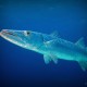 Barracuda