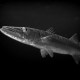 Barracuda