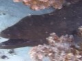 Muréna / Moray Eel