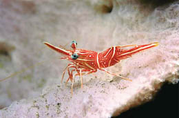 (C) Bobály Mihály www.scubadiving.hu