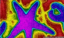 (C) B. Helmuth, S. Pincebourde