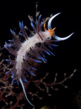 (C) Szekrényes László