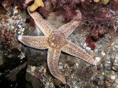 Tengeri csillag Göteborg