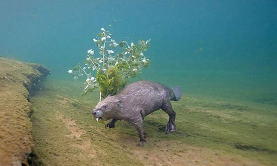 Fotó: Louis-Marie Preau