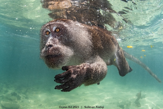 Ocean Art 2023 - 1st Place Portrait 1st Place Portrait   Suliman Alatiqi: Aquatic Primate