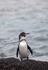 From Flickr by Ndecam