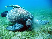 egyiptom marsa shagra búvár