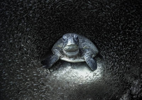 Aimee Jan: A green turtle, surrounded by glass fish in Ningaloo Reef, Western Australia. 