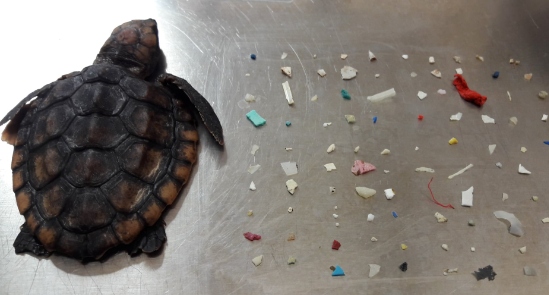 Foto: Gumbo Limbo Nature Center