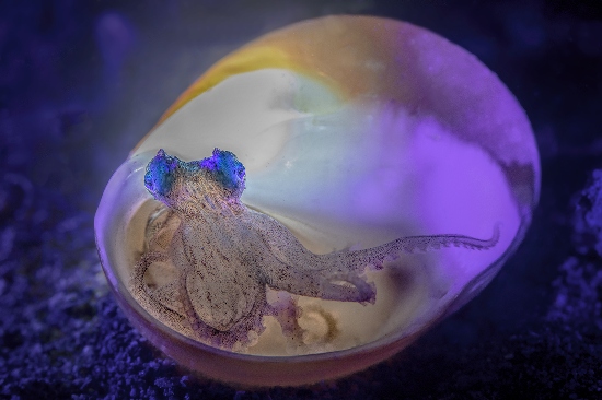 Foto: Claudio Ceresi, worldshootout.org