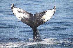 From Flickr by kohane