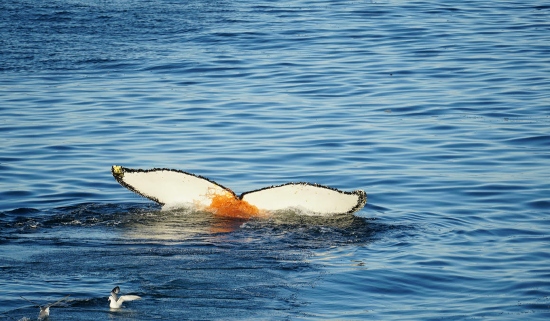 Fotó: Andrew Purdam/©2018 Andrew & Helen Purdam