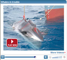 Bálnavadászat videóhoz klikk ide