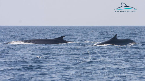 További képekhez klikk!