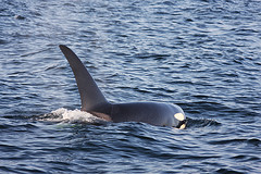 From Flickr by kckellner