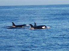 From Flickr by Jay Iwasaki