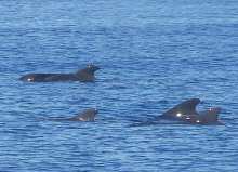 Pilot whale Tenerife