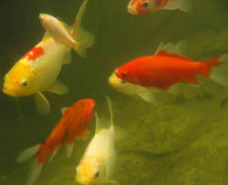 aranyhalak a kertitóban