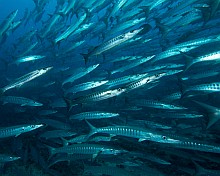 from Flickr by petersbar