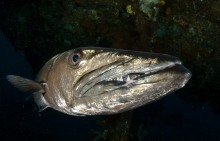 (C) Válóczy István