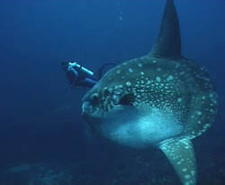 (C) Bobály Mihály www.scubadiving.hu