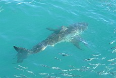 From Flickr by James Mostert