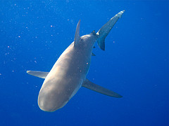 From Flickr by puuikibeach