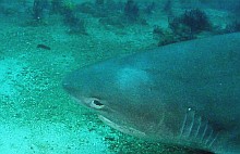 (C) Günter Rath www.styria-guenis-diving-group.com