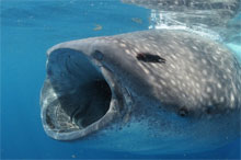 Cetcápa Holbox szigetnél