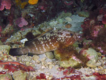 Málta vizeiben nem ritka a sügér