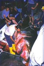 Fehércápa az adrián