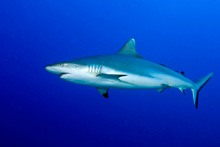 Greyshark - Sudan [Selmeczi Dániel]