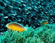 From Flickr by Ilse Reijs and Jan-Noud Hutten