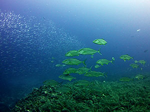 Foto: dr. Robert Kozim