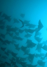 From Flickr by TANAKA Juuyoh