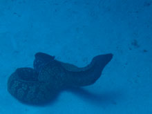 Muréna a Rozi roncsánál