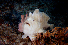 Mozambique levélhal