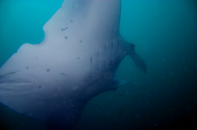 Mozambique mantaray