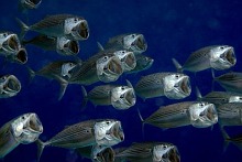 Násfay Béla - Makréla roham