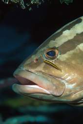 Dávid és Góliát (C) Násfay Béla