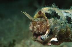 Villa Törley (C) Násfay Béla